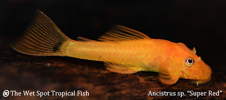 Ancistrus sp. "Super Red"