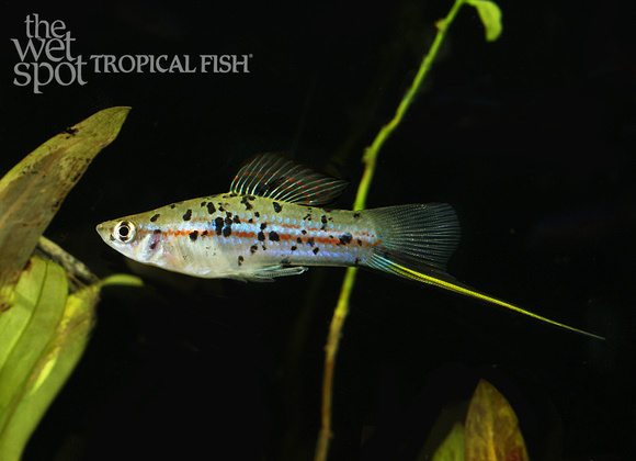 Xiphophorus hellerii Pineridge Swordtail