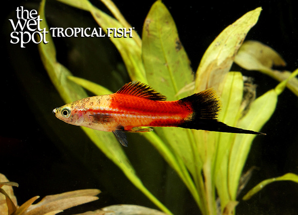 Xiphophorus helleri Pineapple Wag Swordtail