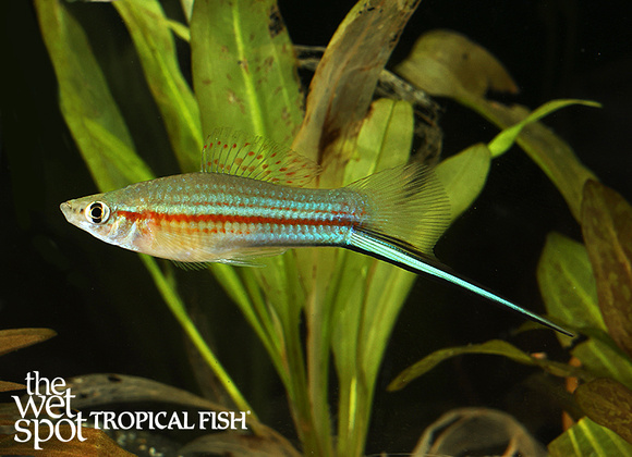 Xiphophorus helleri  Green Swordtail