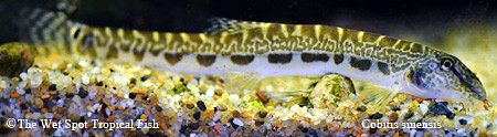 Cobitis sinensis - Siberian Spiny Loach