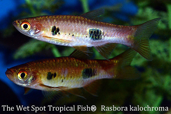 Rasbora kalochroma