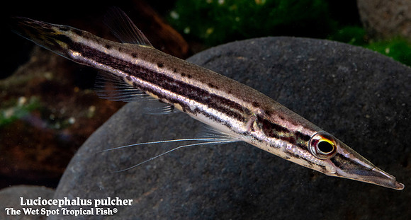 Luciocephalus pulcher