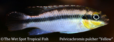 Pelvicachromis pulcher "Yellow"