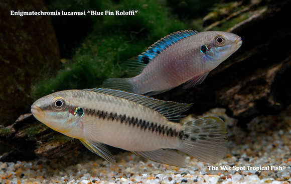 Enigmatochromis lucanusi - Blue Fin Roloffi