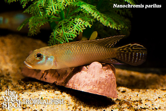 Nanochromis parilus