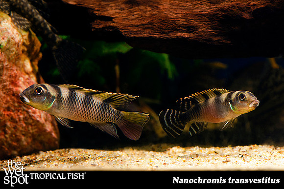 Nanochromis transvestitus