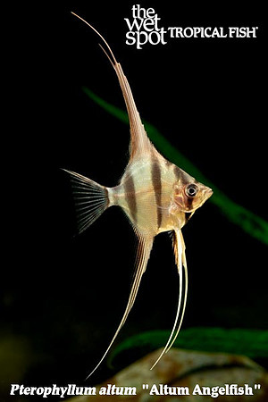 Pterophyllum altum - Altum Angel