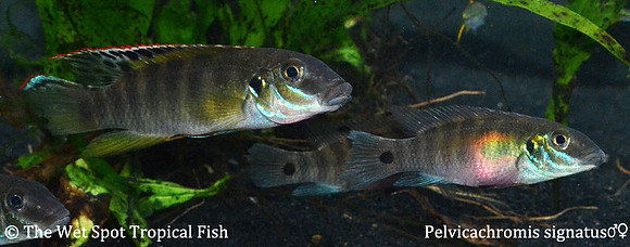 Pelvicachromis signatus ♂♀