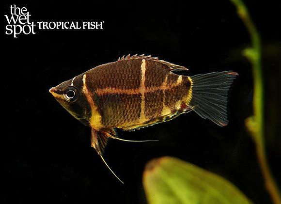 Sphaerichthys osphromenoides"Chocolate Gourami"