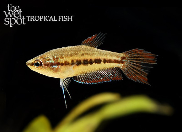 Trichopsis schalleri "Giant Sparkling Gourami"