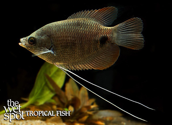 Osphronemus laticlavius"Red Giant Gourami"