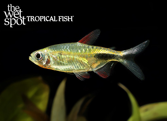 Phenacogrammus pulcher"Copper Congo Tetra"