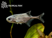 Petrocephalus simus"Dorsal Band Whale"