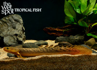 Polypterus buettikoferi