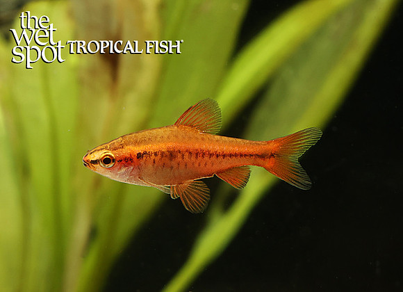 Puntius titteya"Cherry Barb"