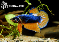 Betta splendens"Mustard Plakat Betta"