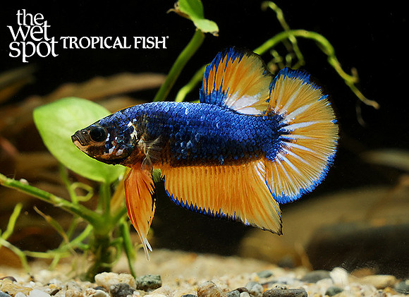 Betta splendens"Mustard Plakat Betta"
