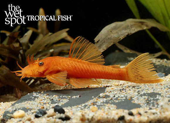 Ancistrus sp."Super Red Bushynose Pleco"