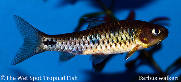 Barbus walkeri - Walker's Barb