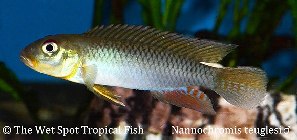 Nannochromis teugelsi ♂