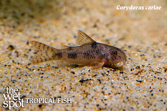 Corydoras carlae - Carla's Cory