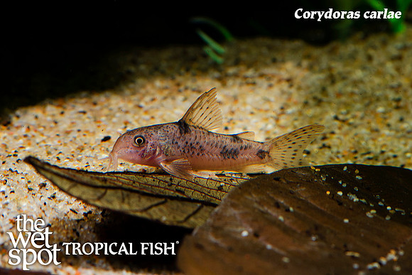Corydoras carlae - Carla's Cory