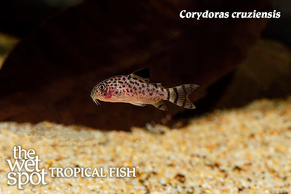 Corydoras cruziensis - Santa Cruz Cory