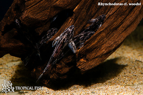 Rhynchodoras cf. woodsi - Parrot Doradid