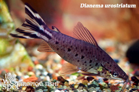 flagtail porthole catfish flagtail porthole catfish