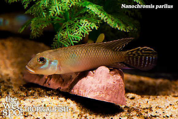 Nanochromis parilus ♂