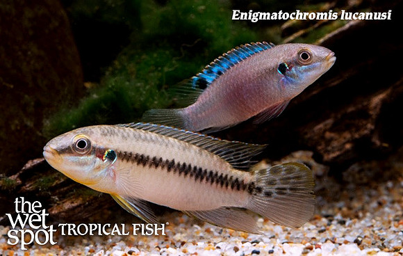Enigmatochromis lucanusi ♂/♀