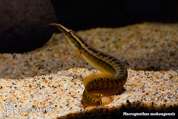 Red Fin Zebra Eel - Macrognathus mekongensis