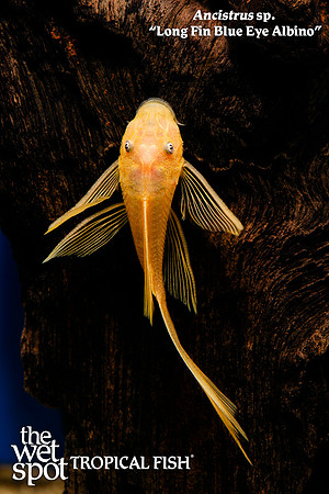 Ancistrus sp. Long Fin Blue Eye Albino