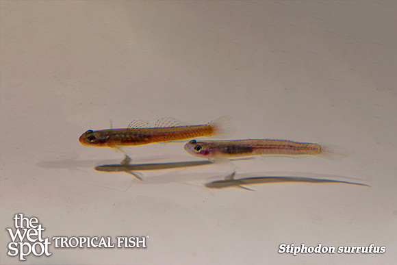 Stiphodon surrufus - Birdsong Goby
