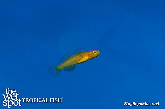 Mugilogobius rexi