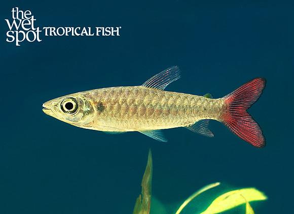 Chalceus macrolepidotus Pink Tail Chalceus