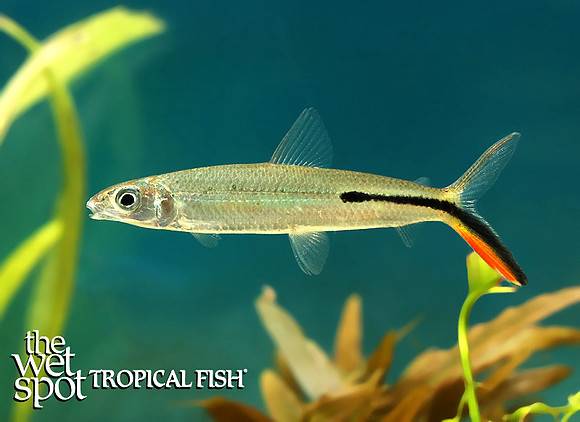 Hemiodus gracilis Red Tail Hemiodus