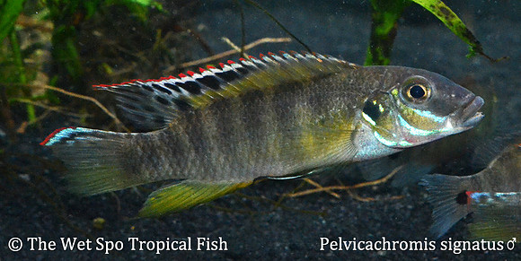 Pelvicachromis signatus ♂