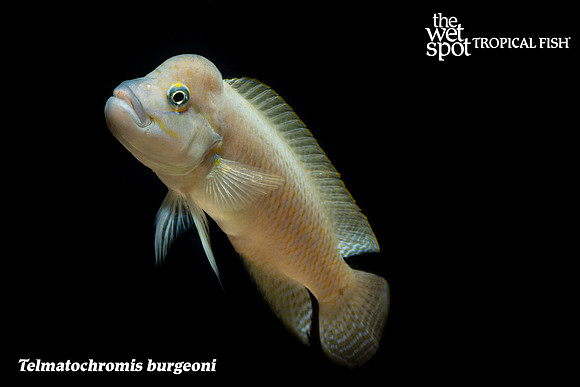 Telmatochromis burgeoni