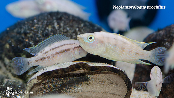Neolamprologus prochilus