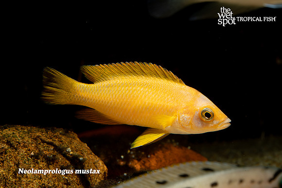 Neolamprologus mustax