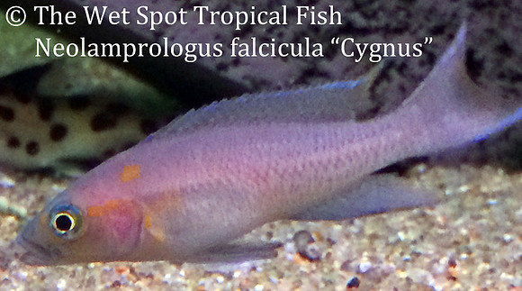 Neolamprologus falcicula "Cygnus"