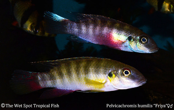 Pelvicachromis humilis "Friya" ♂♀