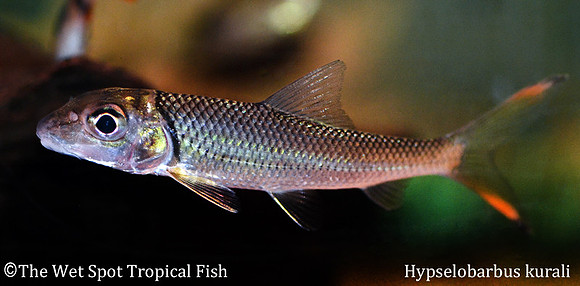 Hypselobarbus kurali - Red Tail Silver Shark