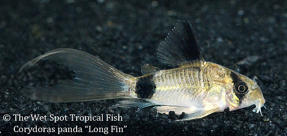 Corydoras panda - Long Fin Panda Cory