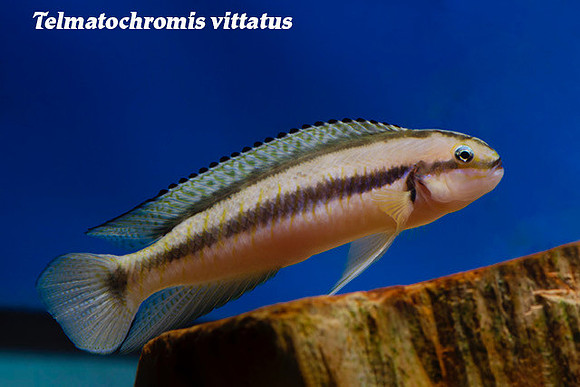 Telmatochromis vittatus