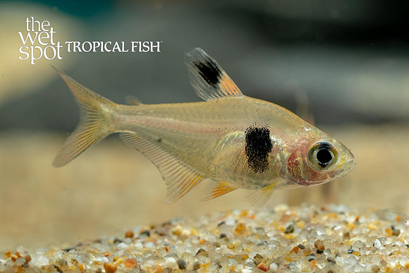 Hyphessobrycon takasei - Coffee Bean Tetra