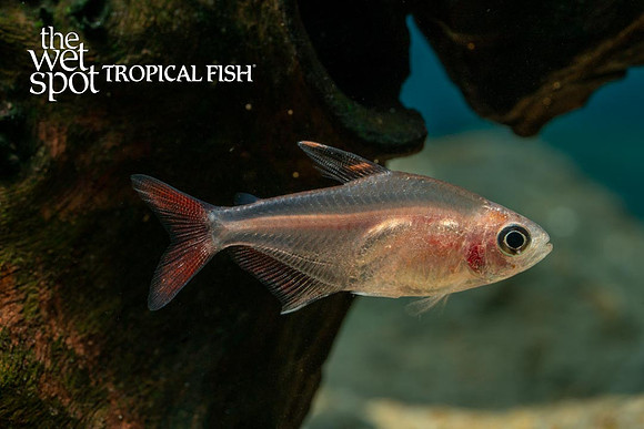 Hyphessobrycon micropterus - Strawberry Tetra