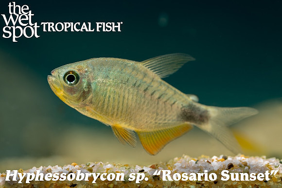 Hyphessobrycon sp. "Rosario" - Rosario Sunset Tetra